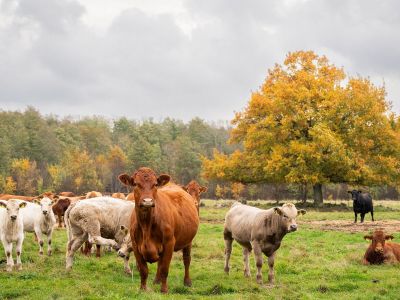Διάβασε την προσωπική σου πρόβλεψη, για σήμερα 20/10/2025