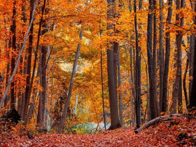 Διάβασε την προσωπική σου πρόβλεψη, για σήμερα 28/10/2025