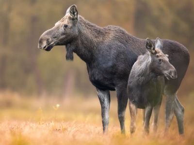 Διάβασε την προσωπική σου πρόβλεψη, για σήμερα 12/10/2025