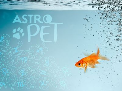 AstroPet από 14/10 έως 20/10: Εβδομαδιαίες προβλέψεις για το κατοικίδιό σου