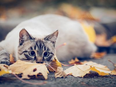 Διάβασε την προσωπική σου πρόβλεψη, για σήμερα 08/11/2025