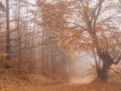 Διάβασε την προσωπική σου πρόβλεψη, για σήμερα 13/11/2025