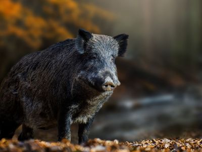 Διάβασε την προσωπική σου πρόβλεψη, για σήμερα 20/11/2025