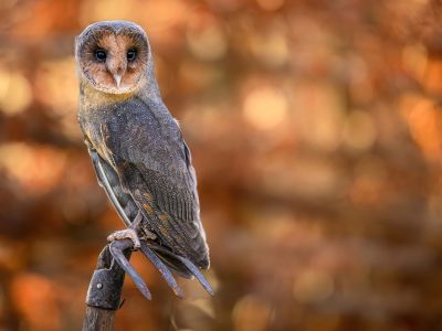 Διάβασε την προσωπική σου πρόβλεψη, για σήμερα 12/11/2025