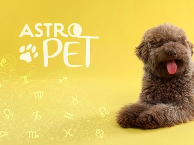 AstroPet από 04/11 έως 10/11: Εβδομαδιαίες προβλέψεις για το κατοικίδιό σου