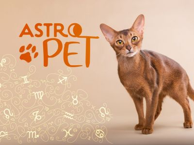 AstroPet από 25/11 έως 01/12: Εβδομαδιαίες προβλέψεις για το κατοικίδιό σου