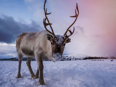 Διάβασε την προσωπική σου πρόβλεψη, για σήμερα 25/12/2025