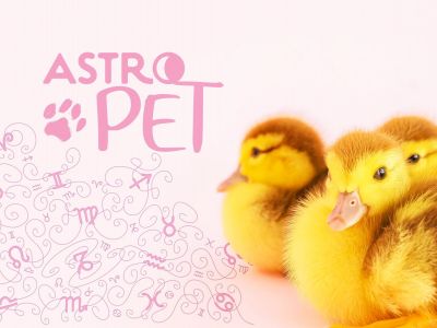 AstroPet από 23/12 έως 29/12: Εβδομαδιαίες προβλέψεις για το κατοικίδιό σου