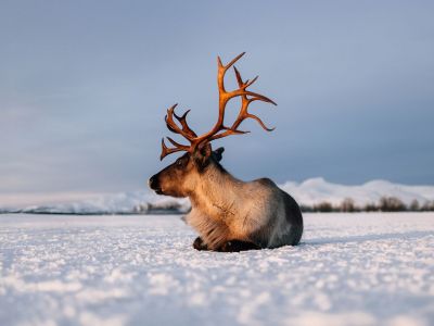 Διάβασε την προσωπική σου πρόβλεψη, για σήμερα 02/01/2026