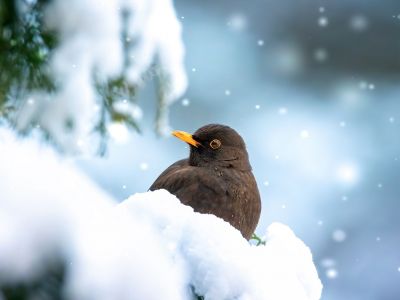 Διάβασε την προσωπική σου πρόβλεψη, για σήμερα 24/01/2026