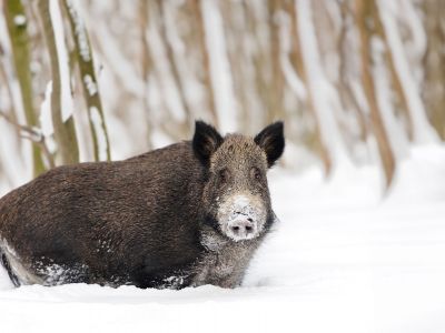 Διάβασε την προσωπική σου πρόβλεψη, για σήμερα 10/01/2026