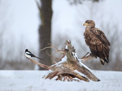 Διάβασε την προσωπική σου πρόβλεψη, για σήμερα 20/01/2026