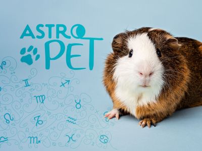 AstroPet από 30/12 έως 05/01: Εβδομαδιαίες προβλέψεις για το κατοικίδιό σου