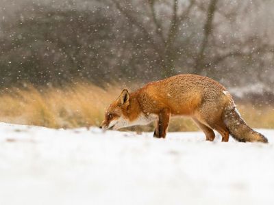 Διάβασε την προσωπική σου πρόβλεψη, για σήμερα 18/01/2026