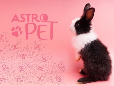 AstroPet από 13/01 έως 19/01: Εβδομαδιαίες προβλέψεις για το κατοικίδιό σου