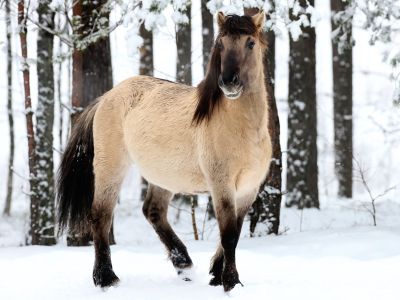 Διάβασε την προσωπική σου πρόβλεψη, για σήμερα 05/02/2026