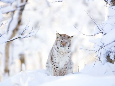 Διάβασε την προσωπική σου πρόβλεψη, για σήμερα 03/02/2026