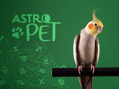 AstroPet από 27/01 έως 02/02: Εβδομαδιαίες προβλέψεις για το κατοικίδιό σου