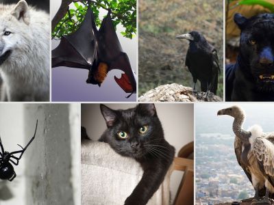 Ποιο ζώο σε τραβά; Δες τι αποκαλύπτει για τη σκοτεινή σου πλευρά