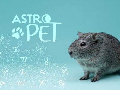 AstroPet από 10/02 έως 16/02: Εβδομαδιαίες προβλέψεις για το κατοικίδιό σου