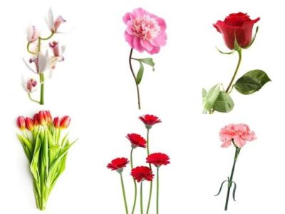 6 λουλούδια, 6 διαφορετικοί τύποι προσωπικότητας: Ποιο επιλέγεις;