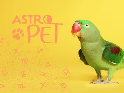 AstroPet από 17/03 έως 23/03: Εβδομαδιαίες προβλέψεις για το κατοικίδιό σου