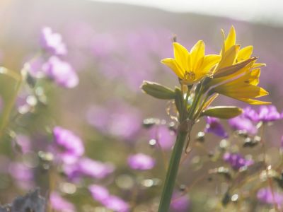 Διάβασε την προσωπική σου πρόβλεψη, για σήμερα 05/04/2026