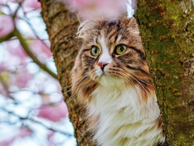 Διάβασε την προσωπική σου πρόβλεψη, για σήμερα 02/04/2026
