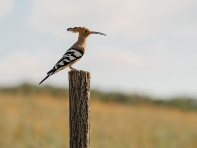 Διάβασε την προσωπική σου πρόβλεψη, για σήμερα 08/06/2026