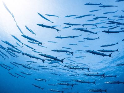 Διάβασε την προσωπική σου πρόβλεψη, για σήμερα 10/06/2026
