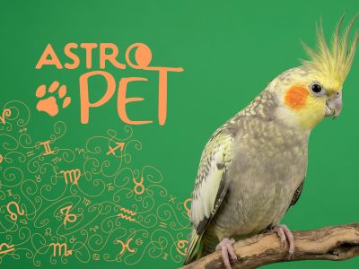AstroPet από 16/06 έως 22/06: Εβδομαδιαίες προβλέψεις για το κατοικίδιό σου