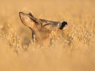 Διάβασε την προσωπική σου πρόβλεψη, για σήμερα 14/07/2026