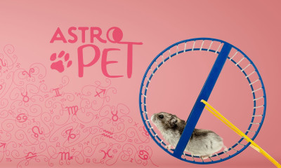 AstroPet από 05/05 έως 11/05: Εβδομαδιαίες προβλέψεις για το κατοικίδιό σου