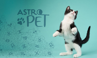 AstroPet από 25/08 έως 31/08: Εβδομαδιαίες προβλέψεις για το κατοικίδιό σου