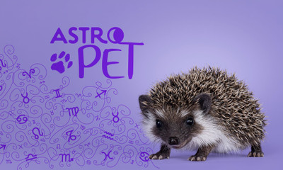 AstroPet από 18/08 έως 24/08: Εβδομαδιαίες προβλέψεις για το κατοικίδιό σου