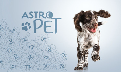 AstroPet από 01/09 έως 07/09: Εβδομαδιαίες προβλέψεις για το κατοικίδιό σου