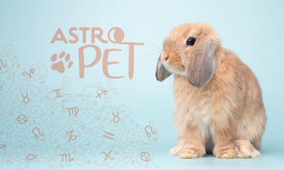AstroPet από 22/09 έως 28/09: Εβδομαδιαίες προβλέψεις για το κατοικίδιό σου