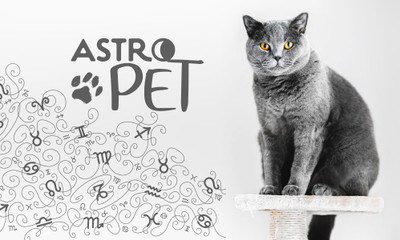 AstroPet από 06/10 έως 12/10: Εβδομαδιαίες προβλέψεις για το κατοικίδιό σου