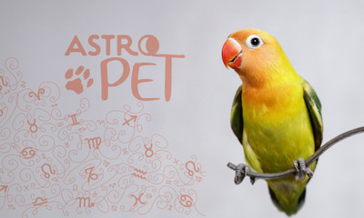 AstroPet από 20/10 έως 26/10: Εβδομαδιαίες προβλέψεις για το κατοικίδιό σου