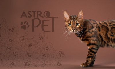 AstroPet από 27/10 έως 02/11: Εβδομαδιαίες προβλέψεις για το κατοικίδιό σου