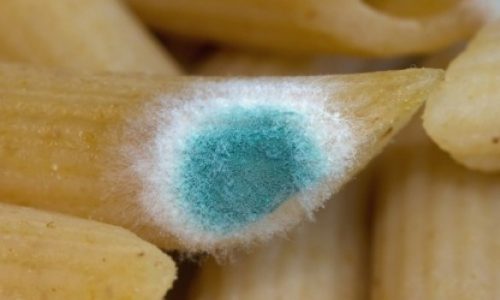 Τι θα συμβεί αν φάτε κάτι που έχει πιάσει μούχλα