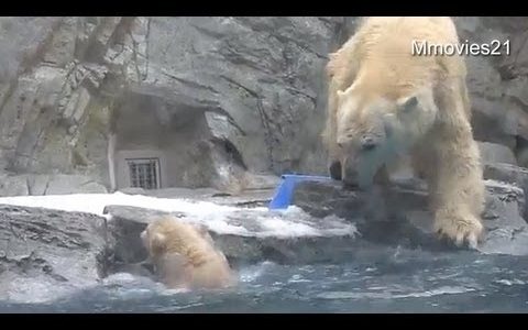 Η αγάπη της μάνας είναι μοναδική! Δείτε τι κάνει αυτή η γλυκιά αρκούδα για να σώσει το μικρό της! (video)