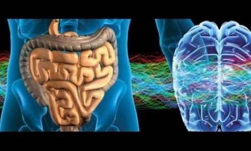 Η επικοινωνία του εγκεφάλου με το έντερο