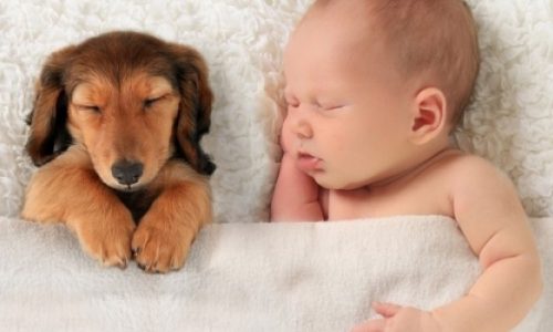 Ο σκύλος προστατεύει τα παιδιά από το άσθμα