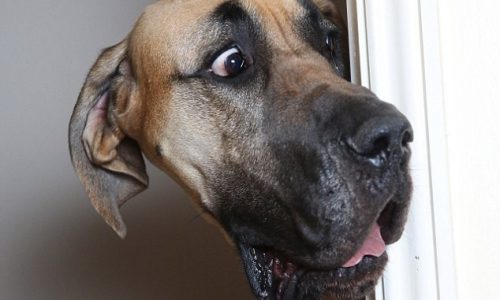 Απίστευτο! Δείτε το σκύλο γίγαντα που φοβάται και τη σκιά του! (photos)