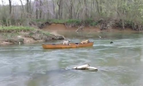 Απίστευτο! Δείτε το σκύλο ήρωα που έσωσε τους παγιδευμένους φίλους του στο νερό! (video)