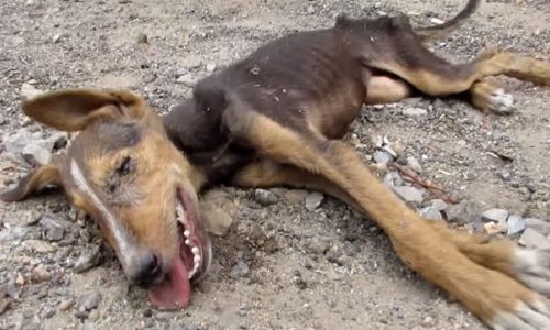 Απίστευτο! Το σκυλάκι το θεωρούσαν νεκρό μέχρι που το βρήκε ο φύλακας άγγελός του! (photos+video)