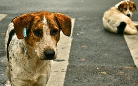 Δείτε την «Ομπρέλα», μια ταινία μικρού μήκους για τα αδέσποτα που θα σας συγκινήσει! (video)