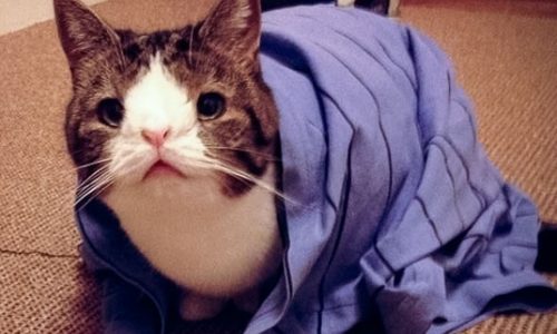 Δε φαντάζονταν τι θα ακολουθούσε όταν υιοθέτησαν αυτό το γατάκι! (photos)