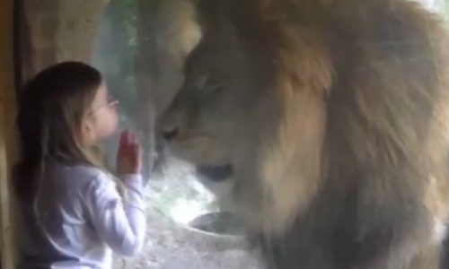 Δε φαντάζεστε την αντίδραση του λιονταριού όταν το κοριτσάκι του έστειλε ένα φιλί! (video)